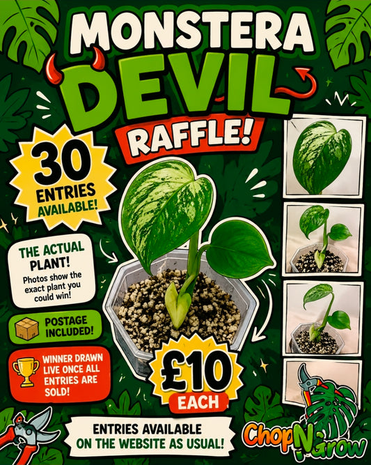 Monstera Devil see description