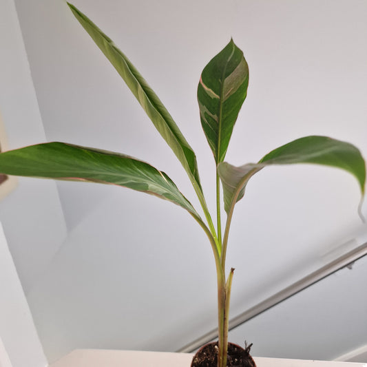 Musa Nono Rare Houseplant approx 50cm tall 10.5cm pot (6)