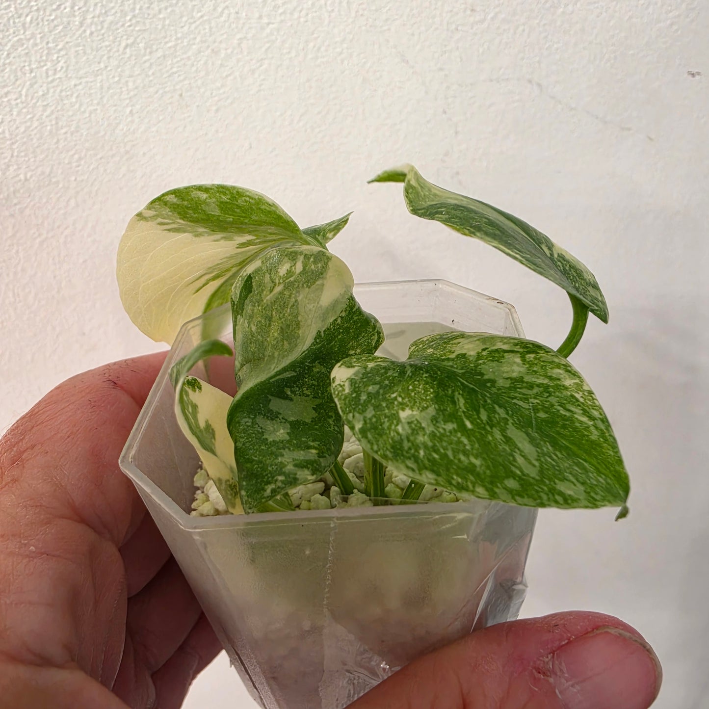 Monstera Crème Brûlée – Exact Plant No. 7 - See Description