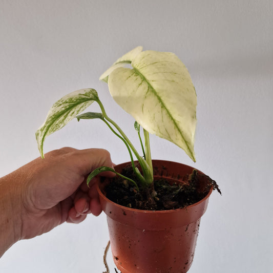 Monstera Deliciosa Mint Variegata Rare Houseplant 10.5cm pot (3)