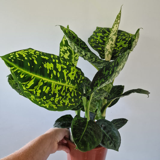 Dieffenbachia Reflector Rare Houseplant 17cm pot