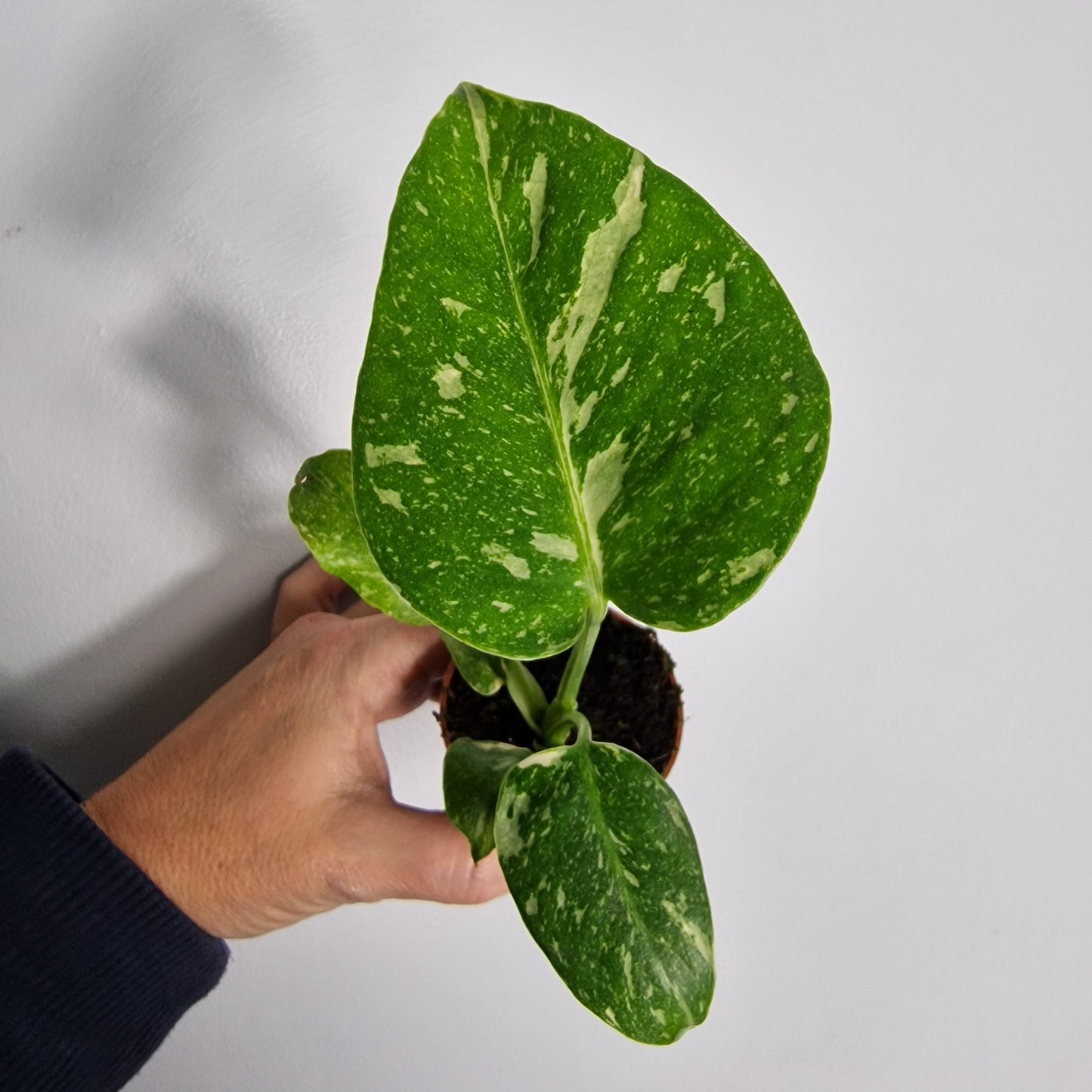 Monstera Thai Constellation – 6cm Pot (#5)