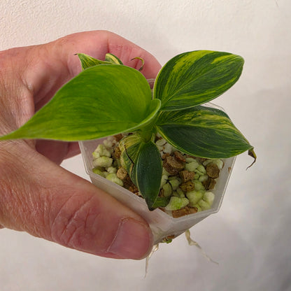 Musa Aurea Yellow Variegated
