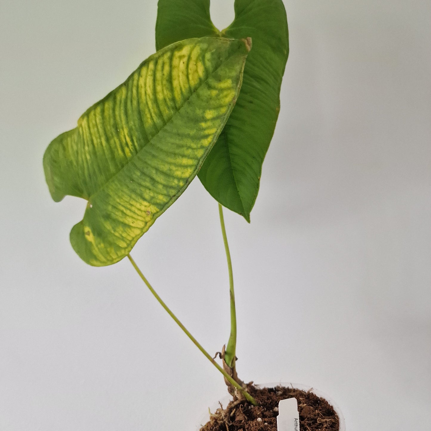 Ecuagenera Rehab Philodendron argyrostachyum
