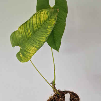 Ecuagenera Rehab Philodendron argyrostachyum