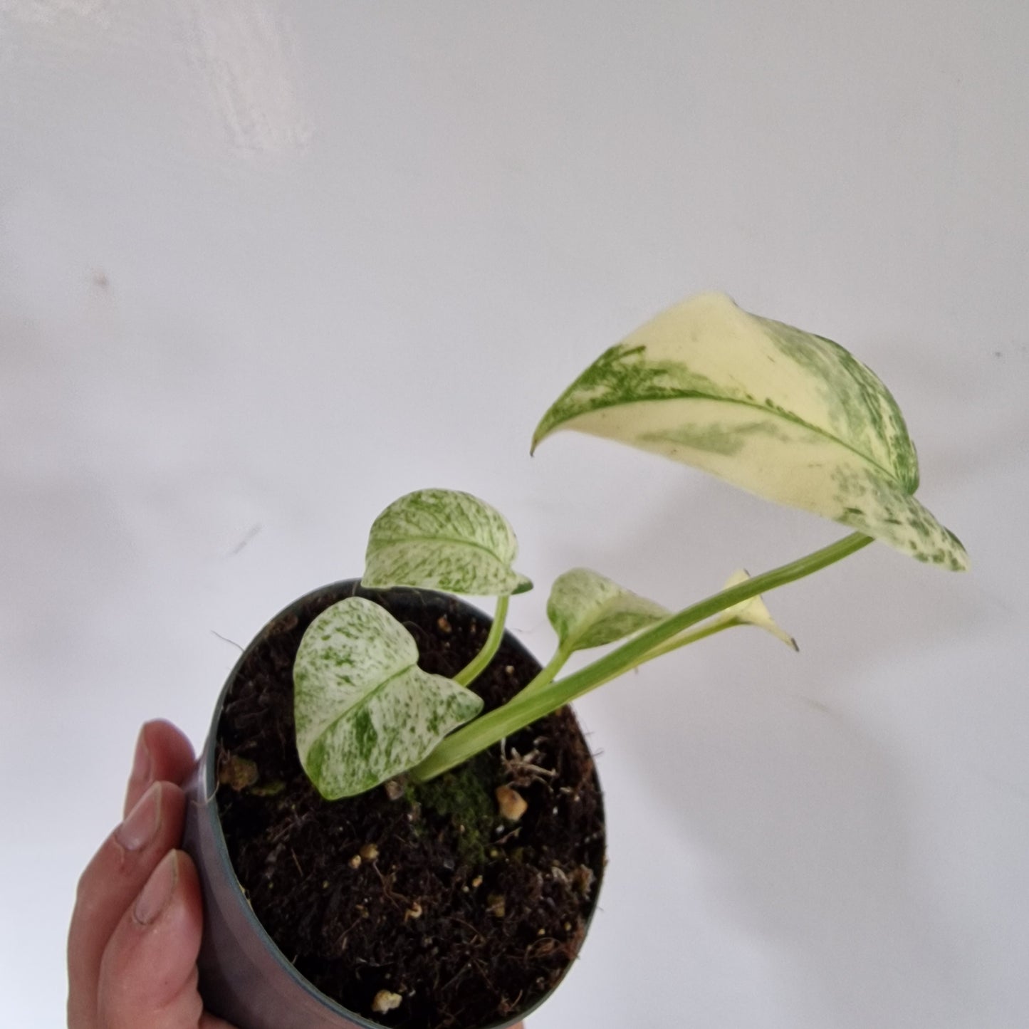 Monstera White Monster Rare Houseplant 8.5cm pot (1)