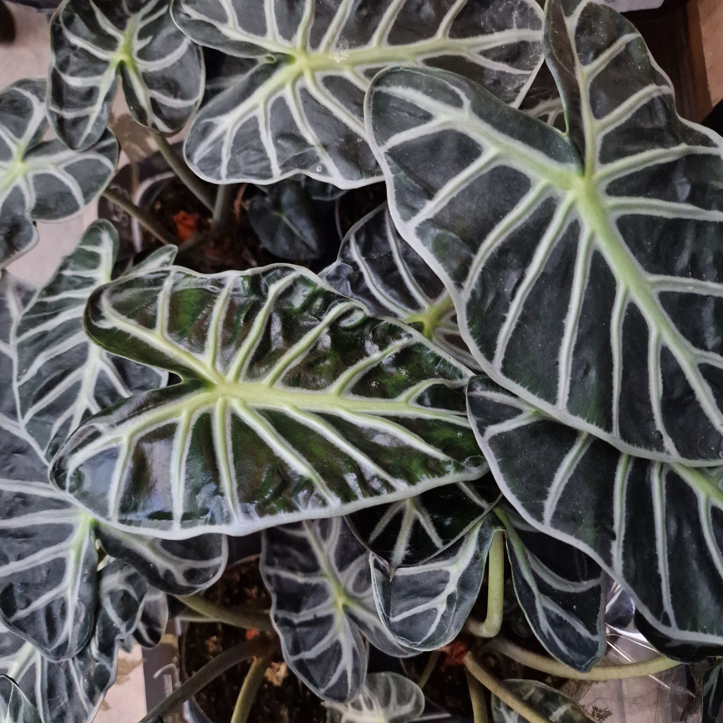 Alocasia ‘Heart Balloon’ – 12cm Pot
