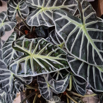 Alocasia ‘Heart Balloon’ – 12cm Pot