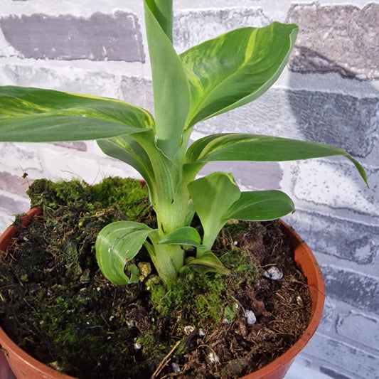 Musa Aurea Rare Houseplant 10.5cm pot (2)