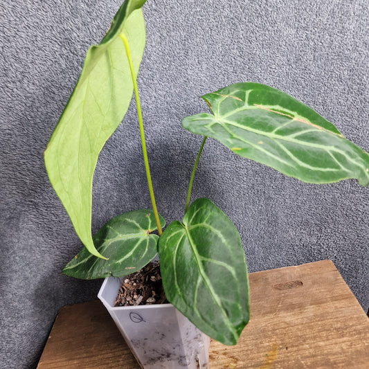 Anthurium Magnificum Ecuagenera Import (q) worth £30 – Rehab Plant