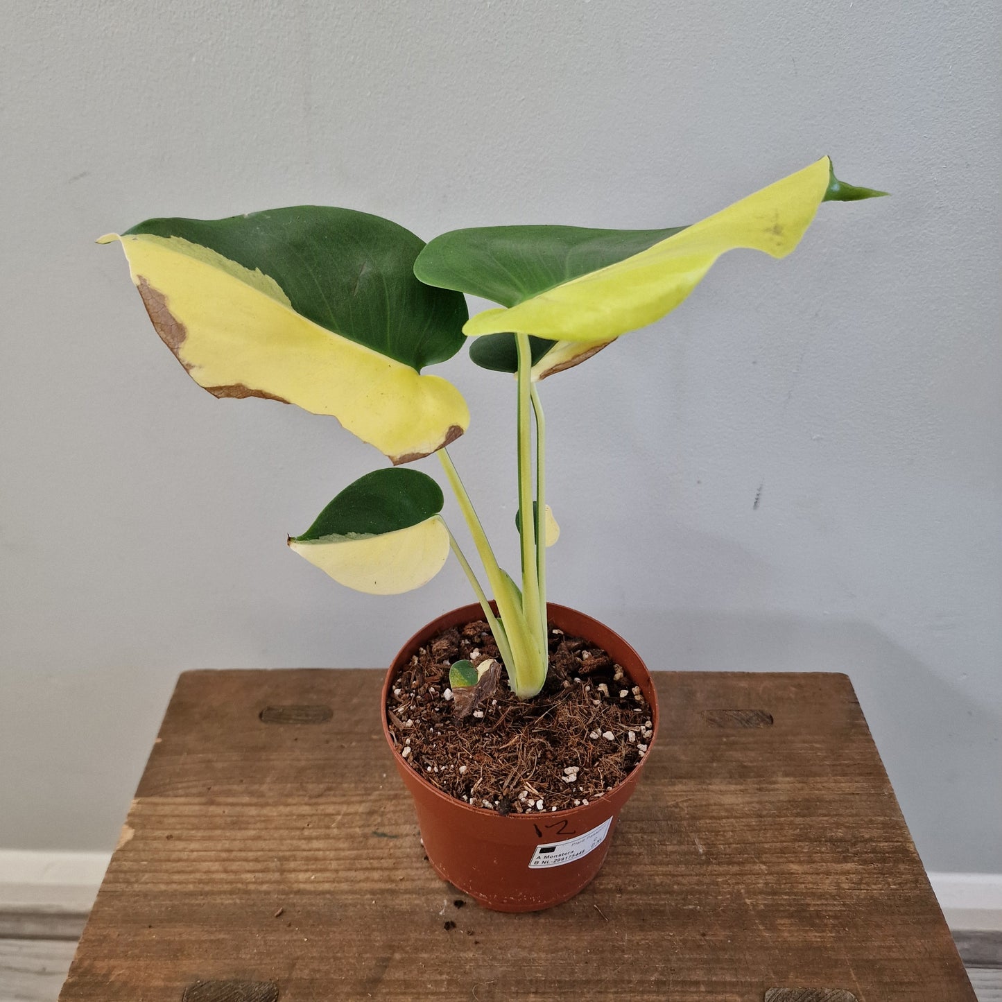 Monstera Deliciosa Aurea – 12cm Pot (#12)