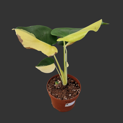Monstera Deliciosa Aurea – 12cm Pot (#12)