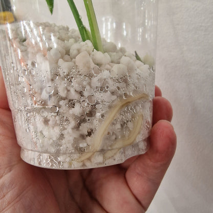 Monstera Bulbasaur – Young TC Plant (Exact Plant #1-9)