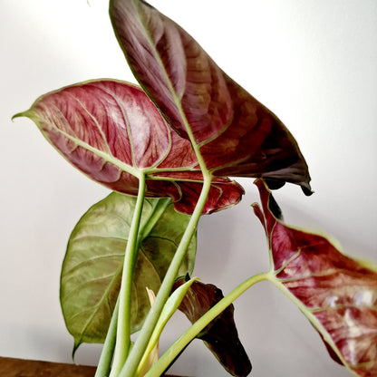 Alocasia Green Unicorn Houseplant 14cm pot (1)