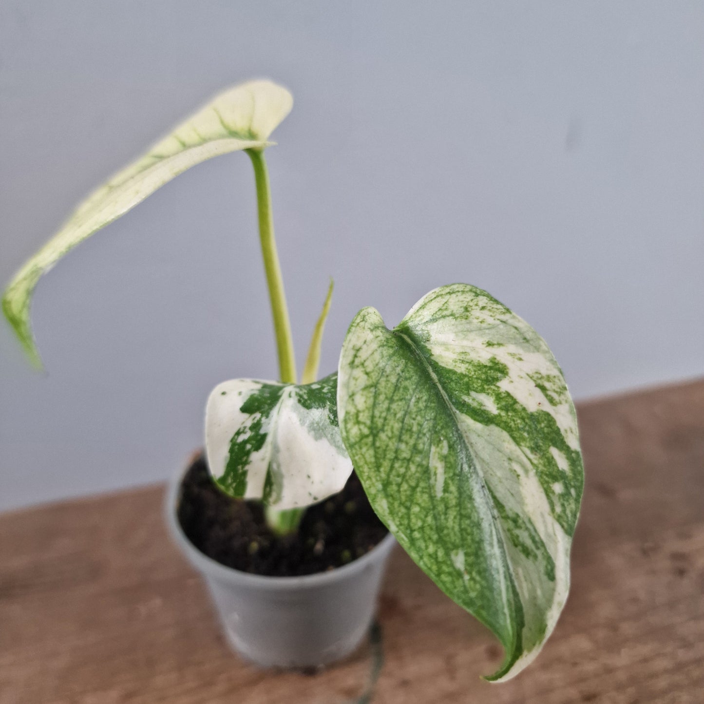 Monstera Mint Rare Houseplant 6cm pot (4)