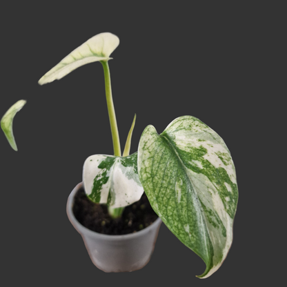 Monstera Mint Rare Houseplant 6cm pot (4)