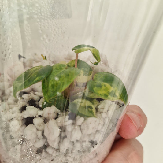 PRE-ORDER – Philodendron Billietiae Variegated – Young TC Plant (#1)