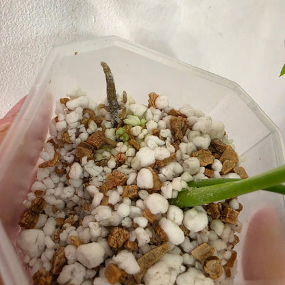 Monstera Devil – Acclimatised TC - Exact Plant (1) See Description