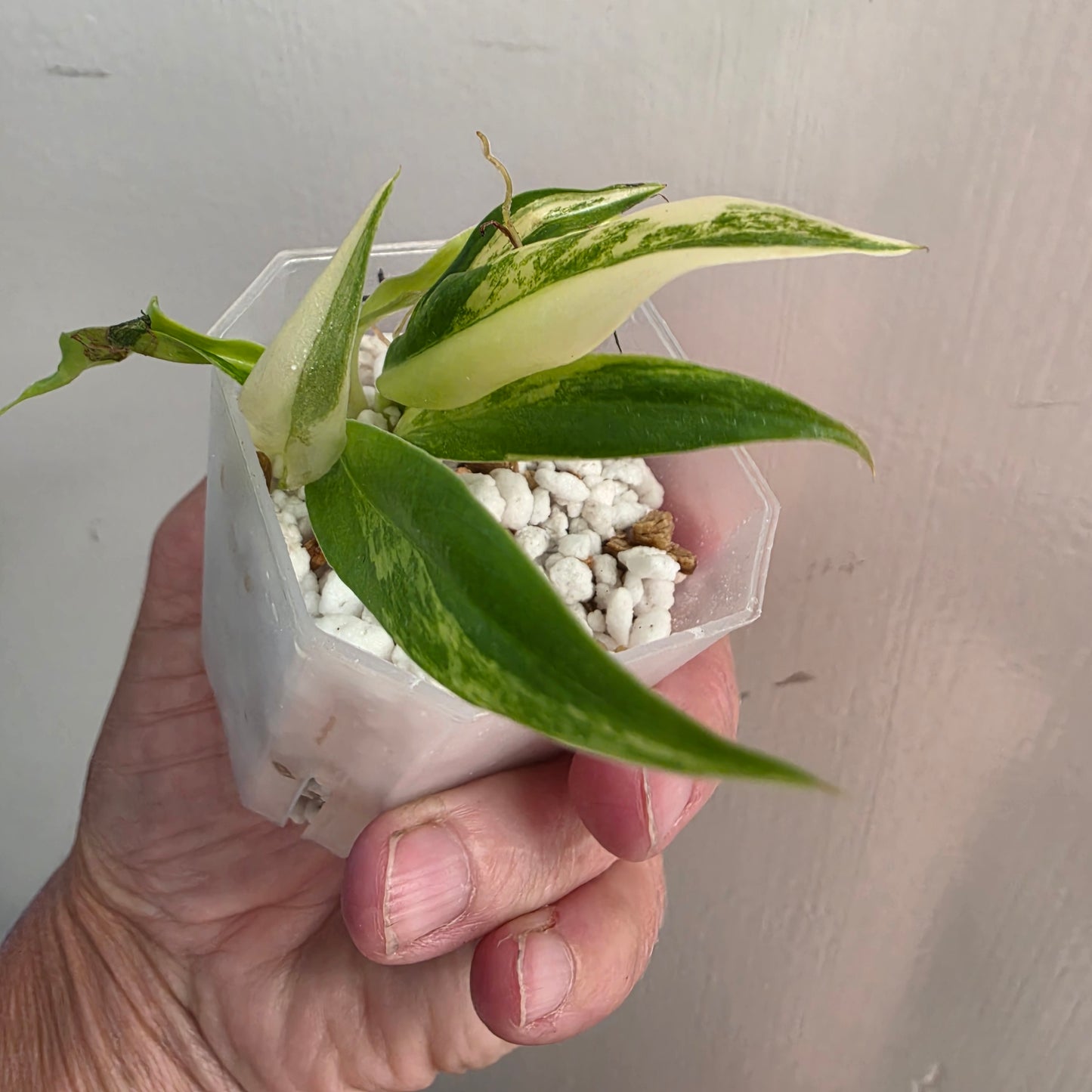 Philodendron Pedatum × Tortum Variegated (4) – Exact Plant - See Description