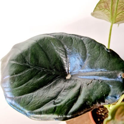 Alocasia Green Unicorn Houseplant 14cm pot (2)