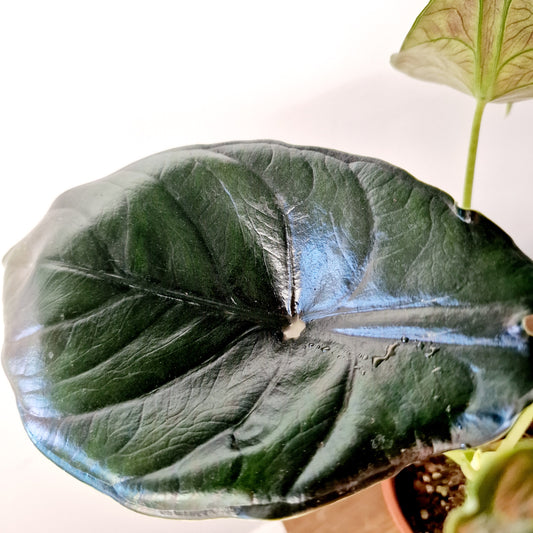 Alocasia Green Unicorn Houseplant 14cm pot (2)