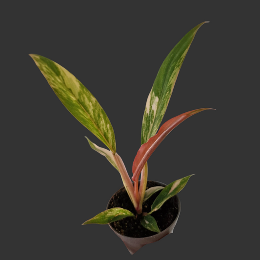 Philodendron Caramel Marble – 6cm Pot (#2)