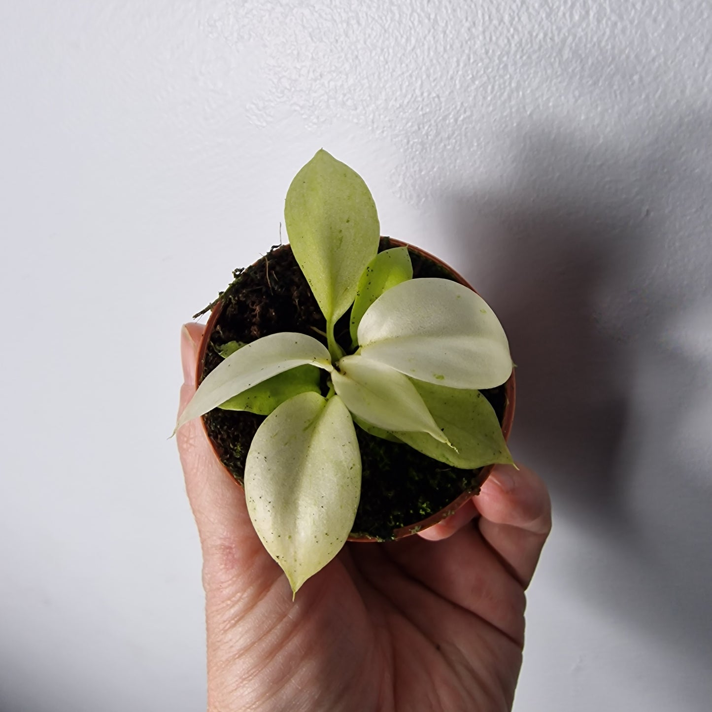 Philodendron Snowdrift – 6cm Pot