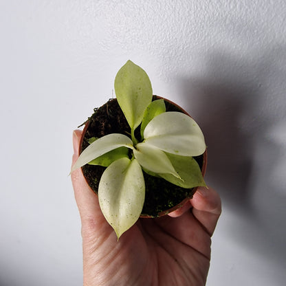 Philodendron Snowdrift – 6cm Pot