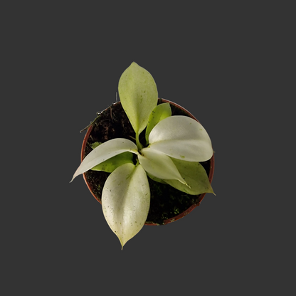 Philodendron Snowdrift – 6cm Pot