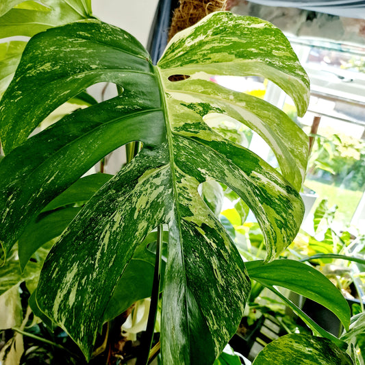 Monstera Albo Top 2 Leaf Cutting