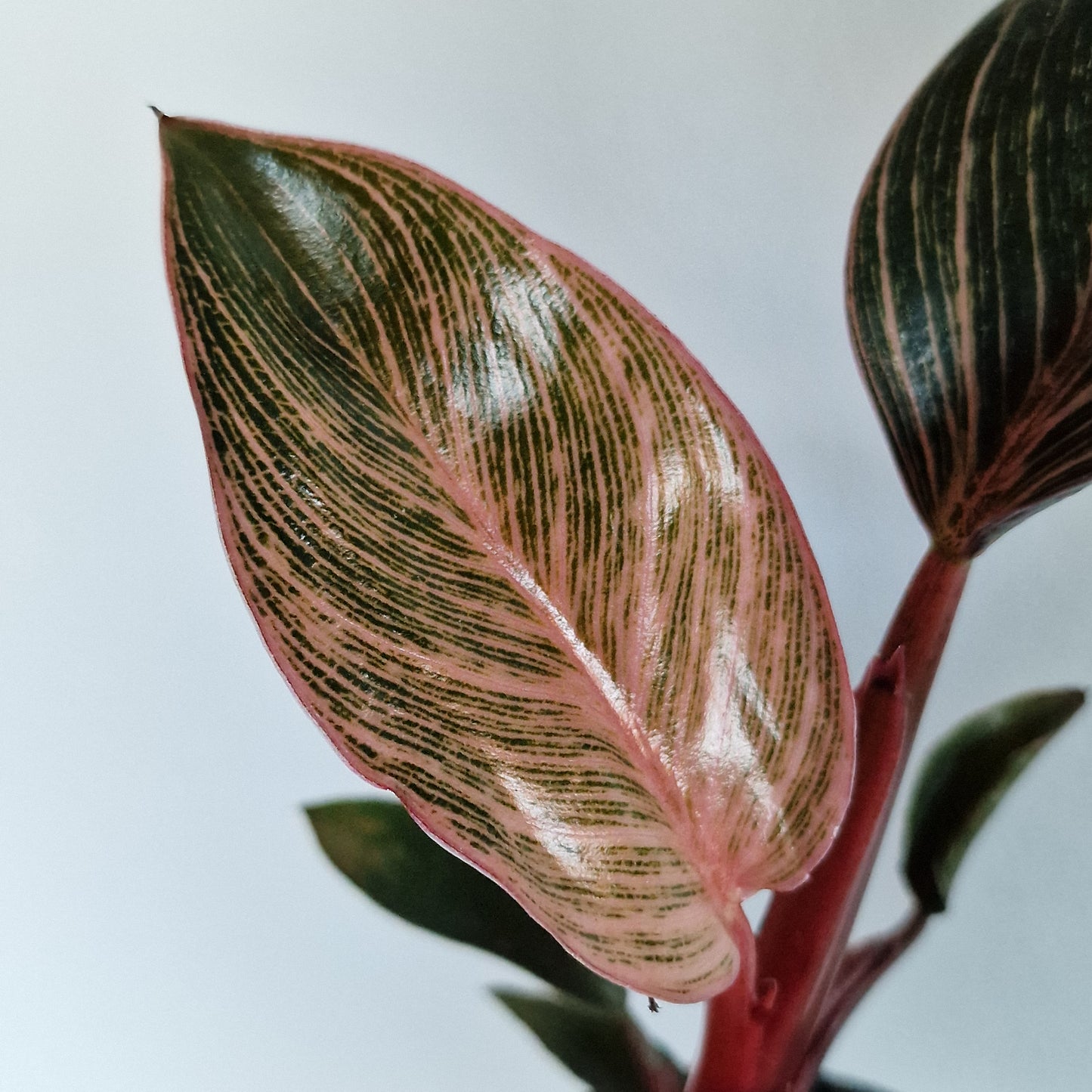 Philodendron ‘Pink Bikini’ – 6cm Pot