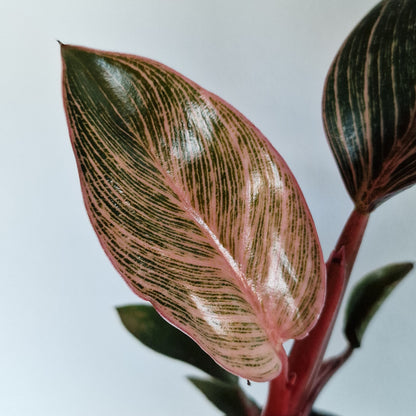 Philodendron ‘Pink Bikini’ – 6cm Pot