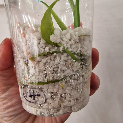 Monstera Bulbasaur – Young TC Plant (Exact Plant #1-14)