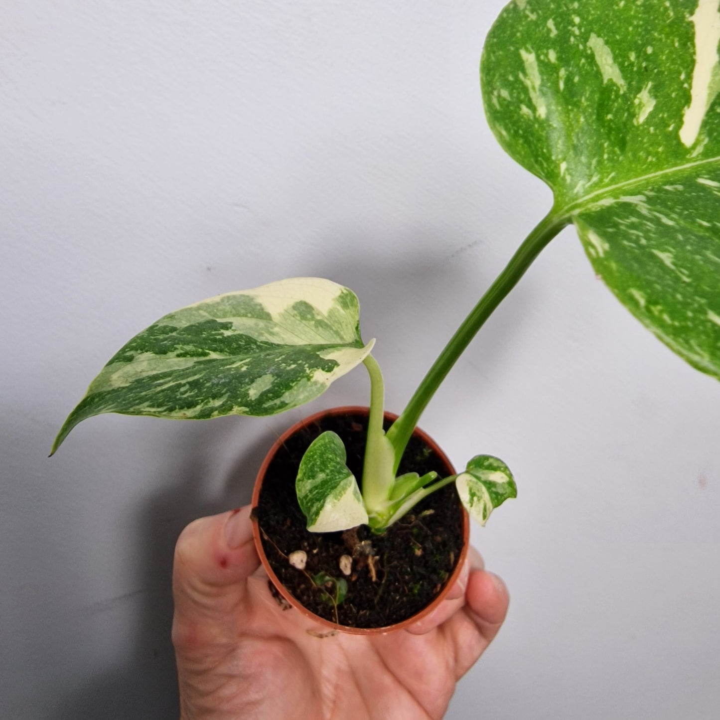 Monstera Thai Constellation – 6cm Pot (#1)