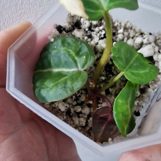 Anthurium Wonderboy × Michelle exact plant (#4)