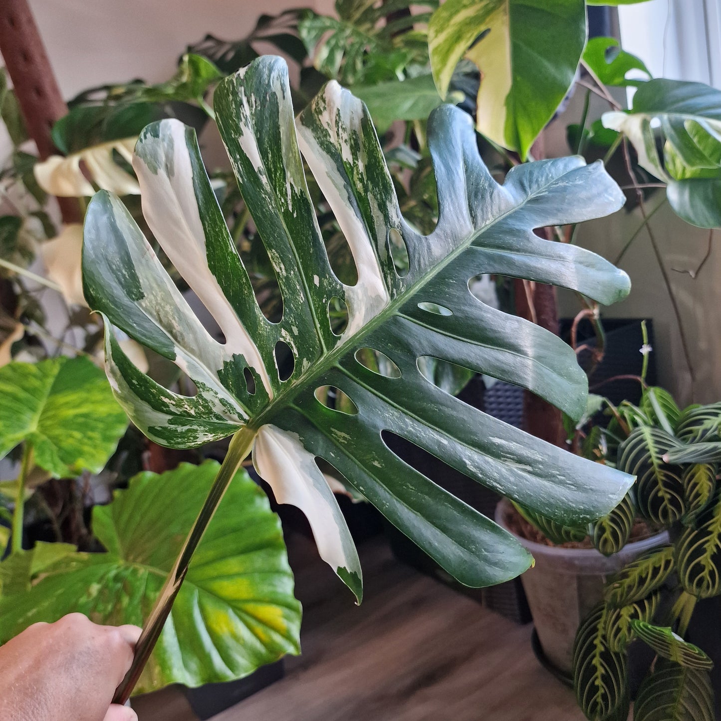 Monstera Albo Highly Variegated Middle Cutting