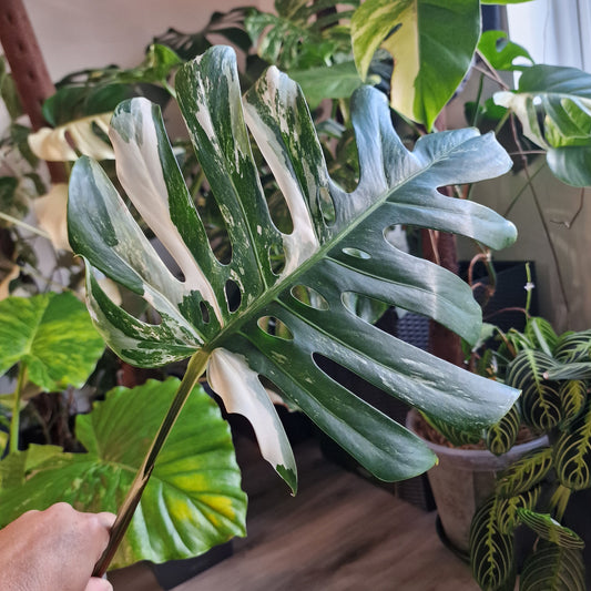 Monstera Albo Highly Variegated Middle Cutting