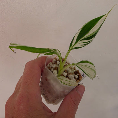 Musa ‘Hawaii’ Variegated – Established | Exact Plant #5