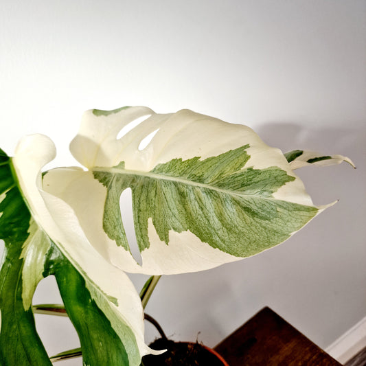 Monstera Albo Super White Houseplant 15cm pot (2)