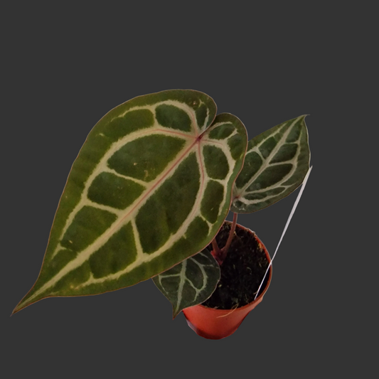 Anthurium ‘Michelle’ by DocBlock – 9cm Pot (#2)