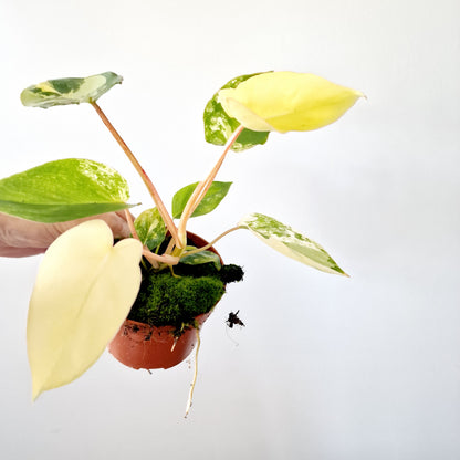 Philodendron Burle Marx Variegata Houseplant 10.5cm pot (3)