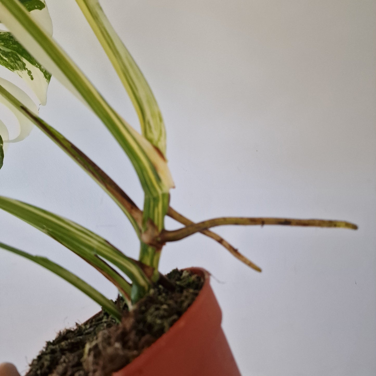 Monstera Deliciosa Albo Super White Rare Houseplant 15cm pot (2)