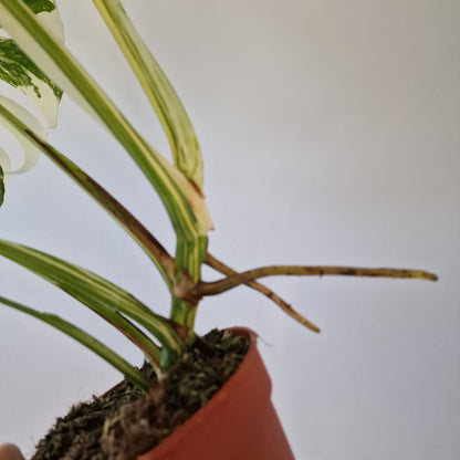 Monstera Deliciosa Albo Super White Rare Houseplant 15cm pot (2)