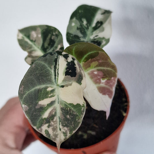 Alocasia Black Velvet Variegata – 7cm Pot (#1)