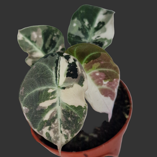 Alocasia Black Velvet Variegata – 7cm Pot (#1)