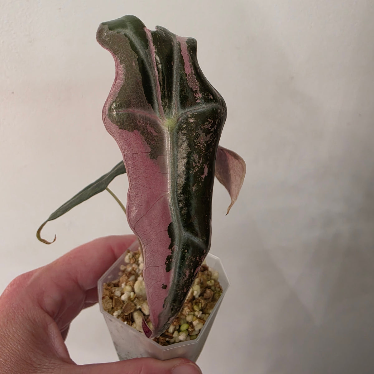 Alocasia Pink Nobilis Variegated – Fully Acclimatised | Exact Plant #6
