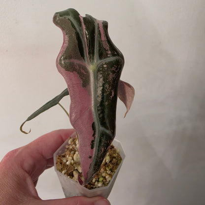 Alocasia Pink Nobilis Variegated – Fully Acclimatised | Exact Plant #6