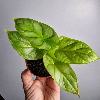 Alocasia Dragon Gold / Aurea – 7 cm Pot