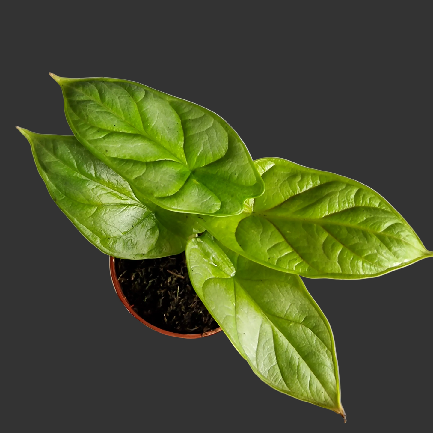 Alocasia Dragon Gold / Aurea – 7 cm Pot