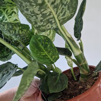 Dieffenbachia Reflector Rare Houseplant 17cm pot